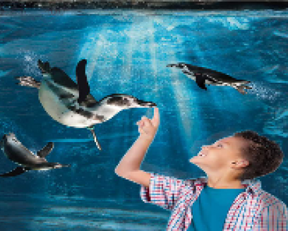 OFFERTA Acquario di Cattolica
